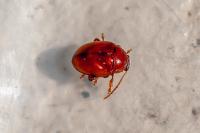 Sphaeroderma