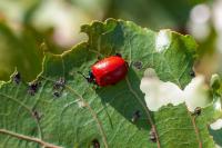 Chrysomela populi