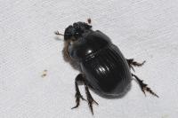 Copris lunaris