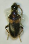 Hirticollis hispidus