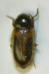 Stereophilus filicornis
