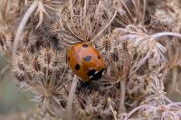 Coccinella septempunctata