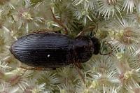 Ophonus