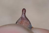 Melolontha hippocastani