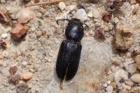 Spondylis buprestoides