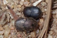 Onthophagus