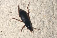 Pseudoophonus rufipes