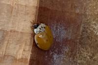 Adalia decempunctata