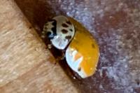 Adalia decempunctata