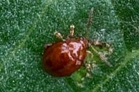 Sphaeroderma testaceum