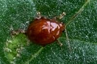 Sphaeroderma testaceum