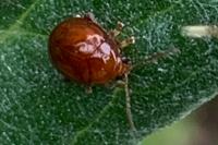 Sphaeroderma testaceum