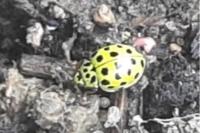 Psyllobora vigintiduopunctata