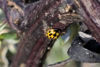 Propylea quatuordecimpunctata