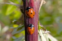Coccinella septempunctata