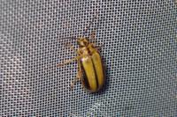 Xanthogaleruca luteola
