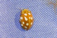 Halyzia sedecimguttata