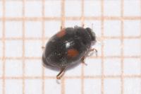 Scymnus