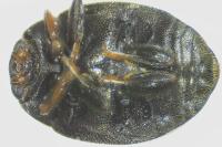 Scymnus