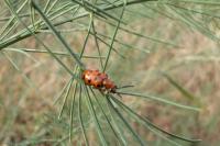 Crioceris duodecimpunctata