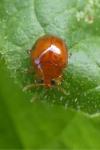 Sphaeroderma