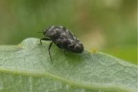 Trachys minutus