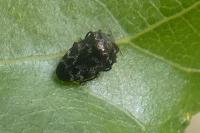 Trachys minutus