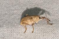 Curculio elephas