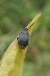 Bruchidius siliquastri