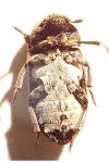 Dermestes undulatus