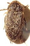 Dermestes undulatus