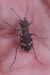 Cicindela hybrida