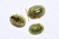 Cassida margaritacea