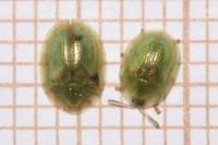 Cassida margaritacea