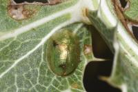 Cassida margaritacea