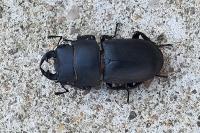 Dorcus parallelipipedus