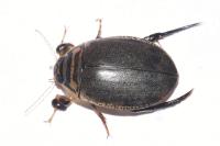 Acilius sulcatus