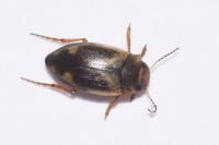 Hydroporus palustris