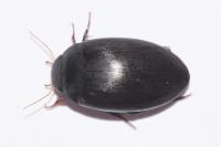 Agabus bipustulatus