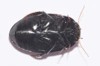 Agabus bipustulatus