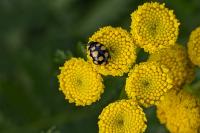 Coccinula quatuordecimpustulata