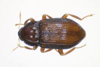 Oulimnius tuberculatus