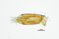 Oulimnius tuberculatus