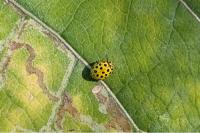 Psyllobora vigintiduopunctata