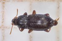 Esolus parallelepipedus
