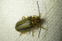 Xanthogaleruca luteola