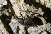 Otiorhynchus aurifer