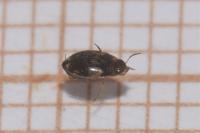 Hydroglyphus geminus