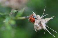 Coccinella septempunctata