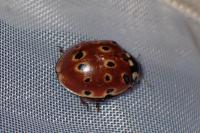 Anatis ocellata